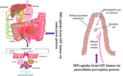 Effects of Microplastics on Fish and in Human Health